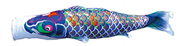 京錦　単品鯉のぼり 紫鯉