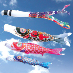 黄金兜鯉９Ｍセット