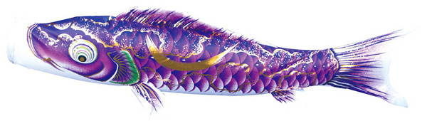豪　単品鯉のぼり 紫鯉