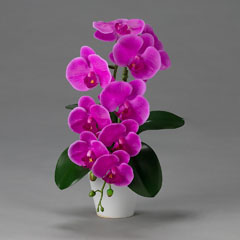 盆提灯: 飾花 胡蝶蘭 紫